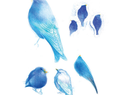 “Oiseaux” carte 15X15
